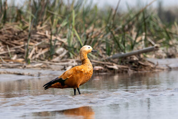 A rudy shelduck resting near the shore of water on the outskirts of Gajoldaba in West Bengal