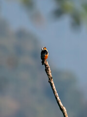 A collared falconet perched on top of a perch on the outskirts Darjeeling town in West Bengal