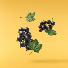 Fresh Ripe Black Currant berries falling in the air isolated on yellow background