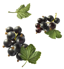 Fresh Ripe Black Currant berries falling in the air isolated on white background