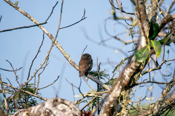 A jungle owlet perched on top of a tree top outside a tea estate on the outskirts of Darjeeling town