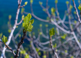 Young green leaves on the background of the sea in close-up.