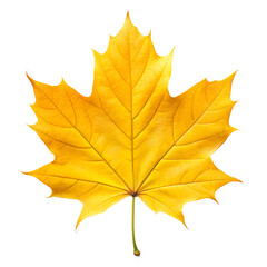 Obraz premium Maple Leaf, Realistic Fern Leaf PNG, Tree Leaf, Flat vector maple leaf, autumn maple leaf, Flat Botanical Leaf PNG, Photoreal maple leaf