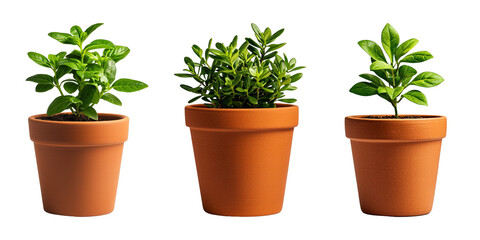 Obraz premium Trio of vibrant potted plants on a black background