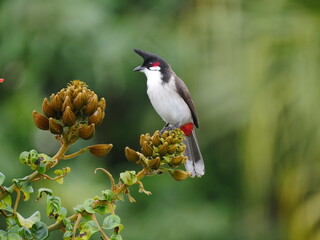 Red Whiskered Bulbul bird perching on African Tulip tree