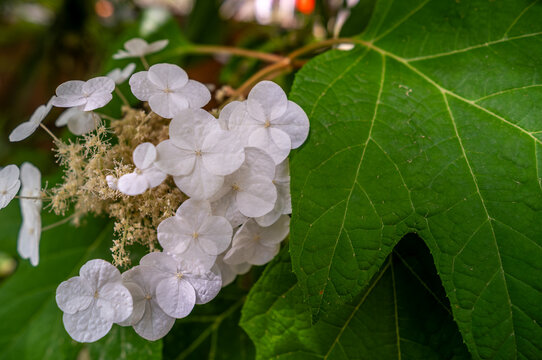 Hydrangea oakleaf ice crystal close-up.