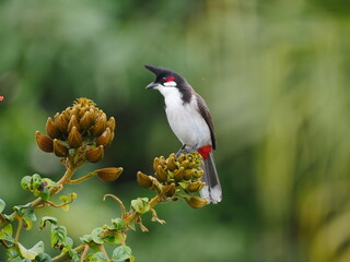 Bulbul bird perching on African Tulip tree branch 