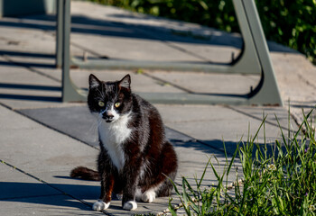 A black and white cat is sitting on the ground.