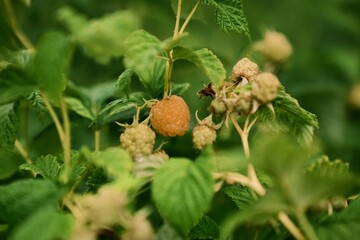 The beginning of summer and the anticipation of useful fruits. A raspberry bush. File 5