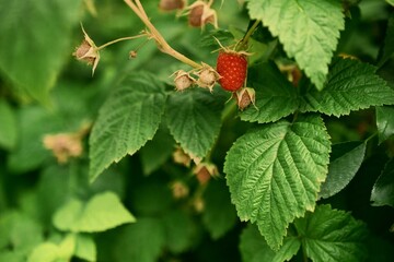 The beginning of summer and the anticipation of useful fruits. A raspberry bush. File 4