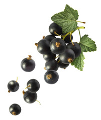 Fresh Ripe Black Currant berries falling in the air isolated on white background