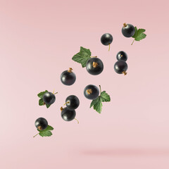 Fresh Ripe Black Currant berries falling in the air isolated on pink background