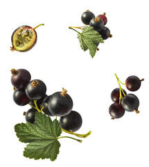 Fresh Ripe Black Currant berries falling in the air isolated on white background