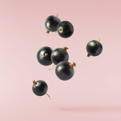Fresh Ripe Black Currant berries falling in the air isolated on pink background