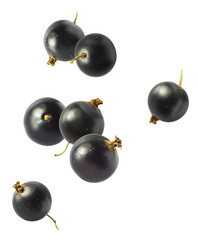 Fresh Ripe Black Currant berries falling in the air isolated on white background