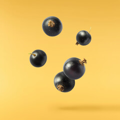 Fresh Ripe Black Currant berries falling in the air isolated on yellow background