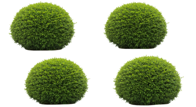 Rounded Green Bushes Pattern Isolated on White Background