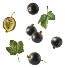 Fresh Ripe Black Currant berries falling in the air isolated on white background