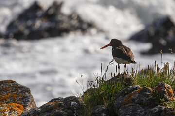 Eurasian oystercatcher standing on coastal cliff rocks at seaside (Haematopus ostralegus)