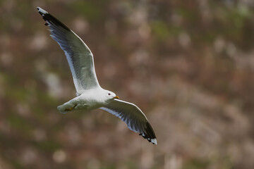 Common gull Larus canus captured mid-flight over coastal cliffs