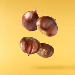 Raw fresh Chestnut falling in the air solated on yellow background