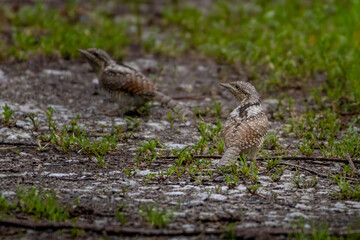 Eurasian wryneck, Jynx torquilla.
