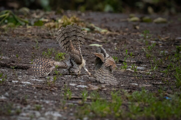 Eurasian wryneck, Jynx torquilla.