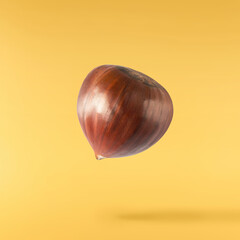 Raw fresh Chestnut falling in the air solated on yellow background