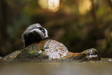 European badger (Meles meles) drinking water from stone in forest streamPopis obrázku: © michal