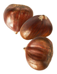 Raw fresh Chestnut falling in the air solated on white background
