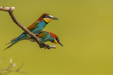 Two European bee-eaters (Merops apiaster) birds perched together on a thin branch