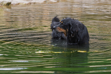 Wet Hovawart dog (Canis lupus familiaris) swimming slowly in green forest water