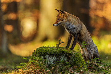Red fox watching carefully from mossy tree stump in autumn forest (Vulpes vulpes)