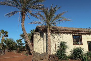 palm trees in the city of JEJU