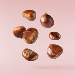 Raw fresh Chestnut falling in the air solated on pink background