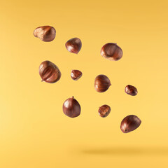 Raw fresh Chestnut falling in the air solated on yellow background