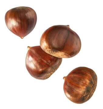 Raw fresh Chestnut falling in the air solated on white background