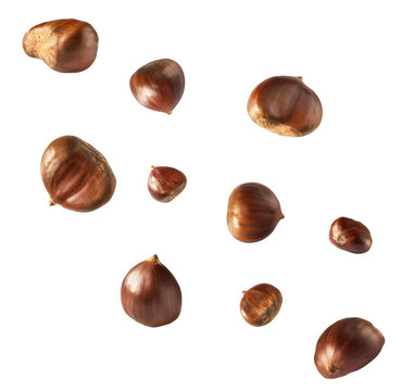 Raw fresh Chestnut falling in the air solated on white background
