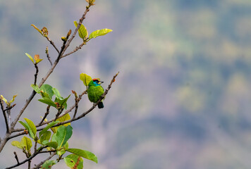 A blue-throated barbet inside tea estate on the outskirts of Darjeeling town