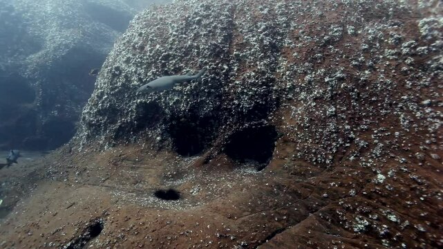 Observe a school of White Finned Sharks taking respite inside an underwater cave. Galapagos Islands is brimming with marine life and these sharks are a magnificent part of it.