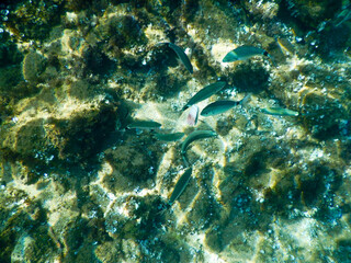 underwater view of the seabed