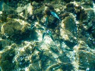 underwater view of the seabed