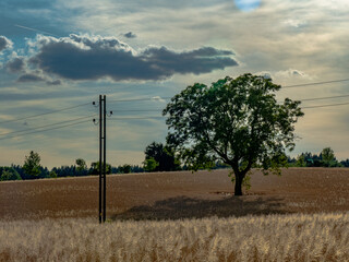 Strommasten im Feld