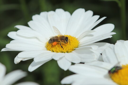 bee on daisy flower