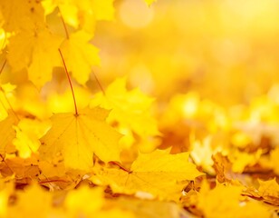 Autumn leaves bathed in golden light