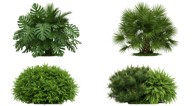 Assorted Decorative Plants Arrangement on White Background