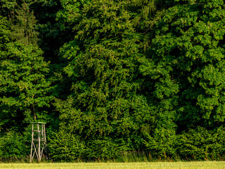 Hoch und Jägersitz am Waldrand