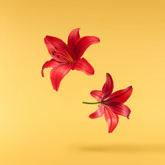 Beautiful fresh Red Lily falling in the air isolated on yellow background.