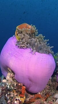 A vibrant orange clownfish dances around a purple sea anemone in the clear waters of the Maldives. Underwater beauty reveals a world of wonder.