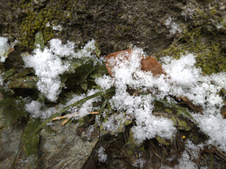 snow and plants in Oboke canyon 1